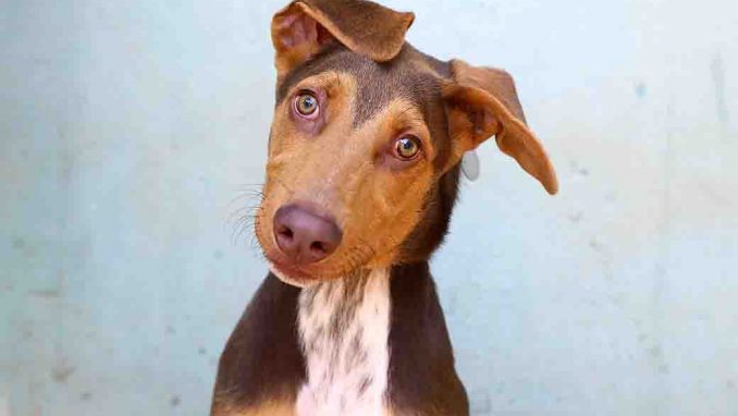 לורד כלב לאימוץ אגודת צער בעלי חיים בישראל