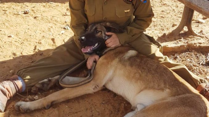 טוטו - כלב לאימוץ - אגודת צער בעלי חיים בישראל