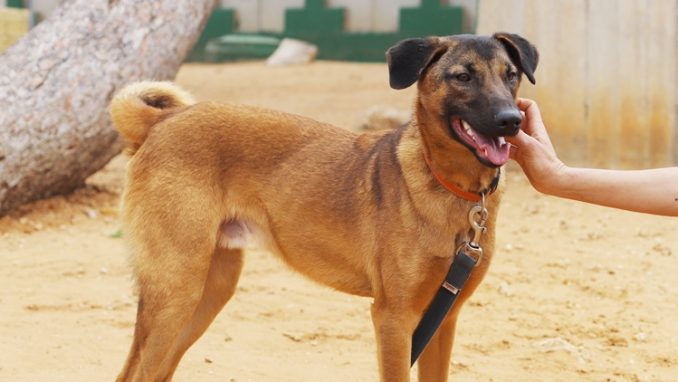טוטו - כלב לאימוץ - אגודת צער בעלי חיים בישראל