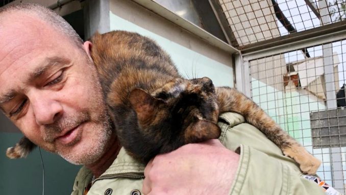 מארה- חתולה לאימוץ - אגודת צער בעלי חיים בישראל
