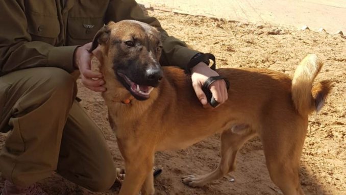 שאול - כלב לאימוץ - אגודת צער בעלי חיים בישראל