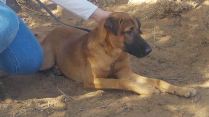 שאול - כלב לאימוץ - אגודת צער בעלי חיים בישראל