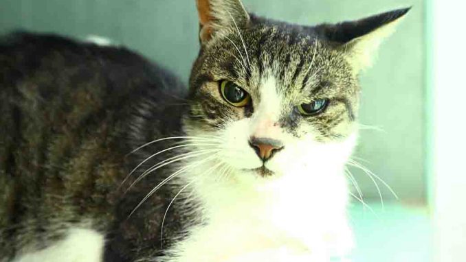 פיצי חתולה לאימוץ אגודת צער בעלי חיים בישראל