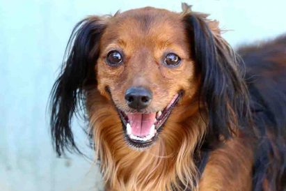 טופיפי כלבה לאימוץ אגודת צער בעלי חיים בישראל