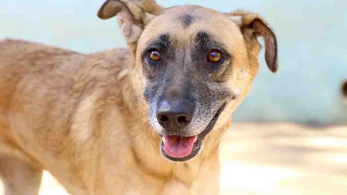 סימה כלבה לאימוץ אגודת צער בעלי חיים בישראל