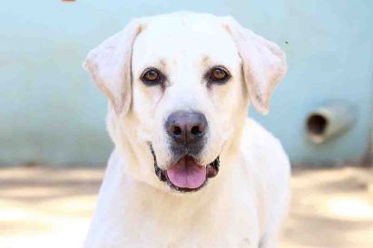 ג'ספר כלב לאימוץ אגודת צער בעלי חיים בישראל