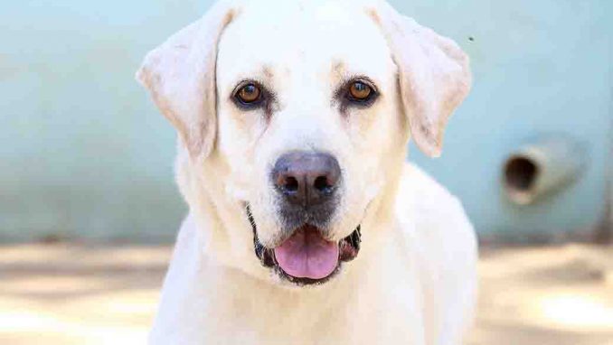 ג'ספר כלב לאימוץ אגודת צער בעלי חיים בישראל