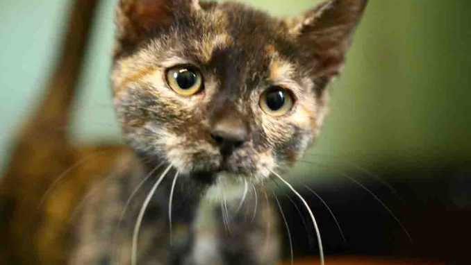 פיץ חתולה לאימוץ אגודת צער בעלי חיים בישראל