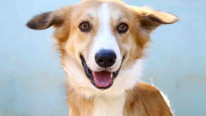 לוק כלב לאימוץ אגודת צער בעלי חיים בישראל