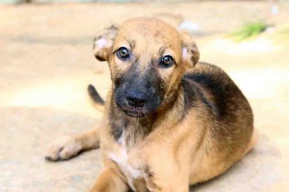 דונה כלבה לאימוץ אגודת צער בעלי חיים בישראל