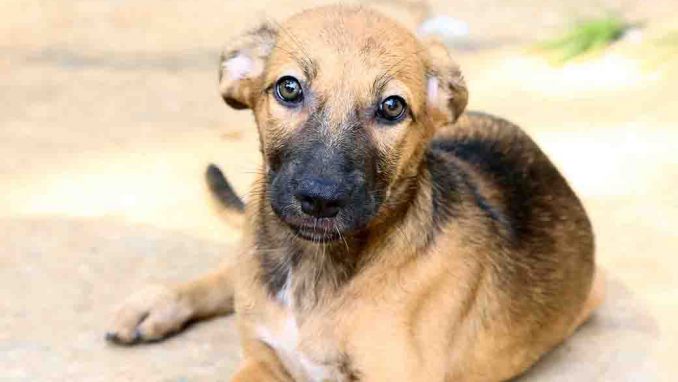 דונה כלבה לאימוץ אגודת צער בעלי חיים בישראל