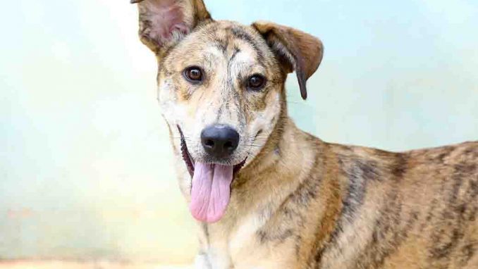 קלינדה כלבה לאימוץ אגודת צער בעלי חיים בישראל