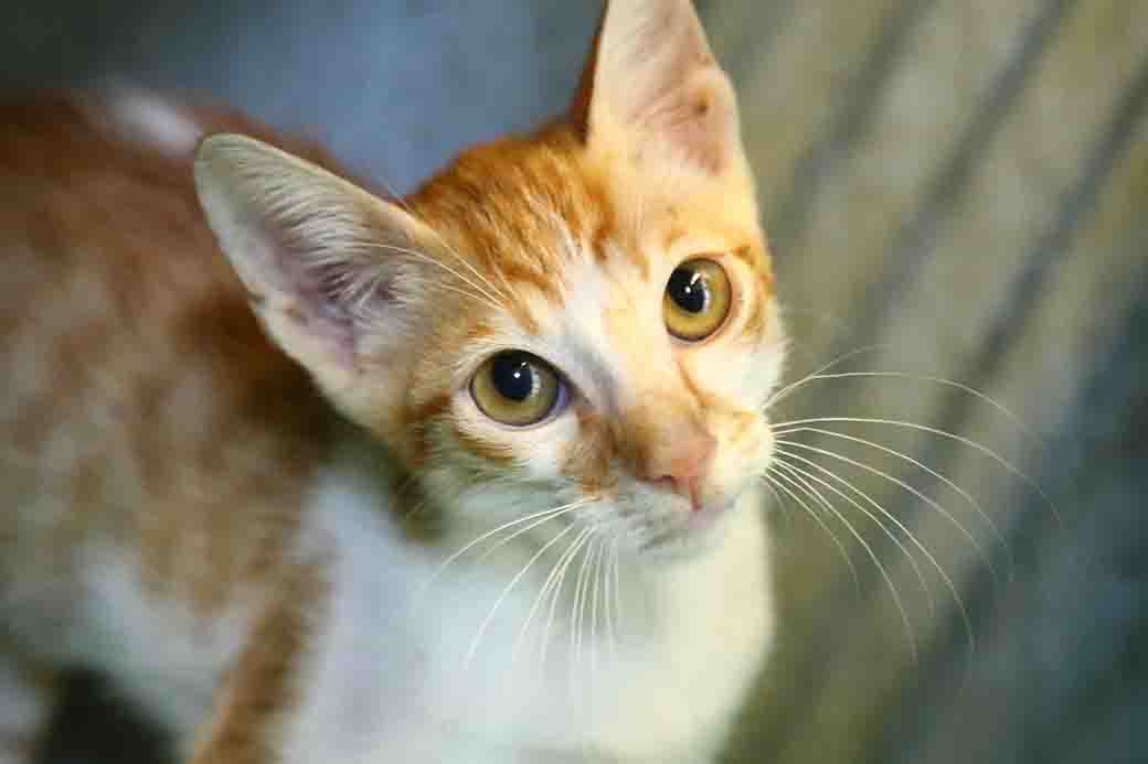 רוני חתול לאימוץ אגודת צער בעלי חיים בישראל