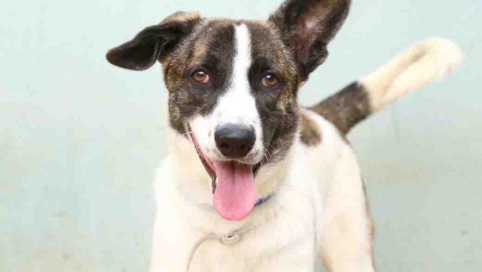 גוטי כלב לאימוץ אגודת צער בעלי חיים בישראל