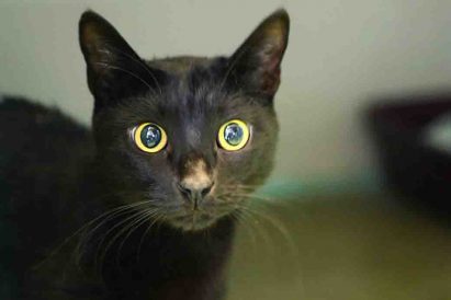 מקסון חתול לאימוץ אגודת צער בעלי חיים בישראל