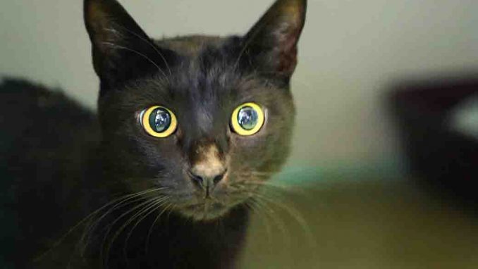 מקסון חתול לאימוץ אגודת צער בעלי חיים בישראל