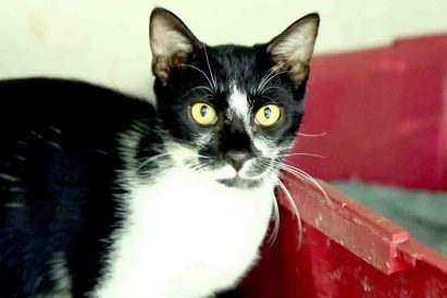 ויני חתול לאימוץ אגודת צער בעלי חיים בישראל