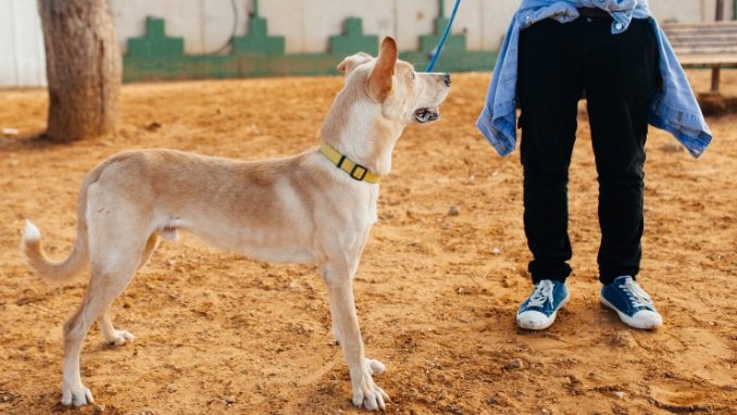 ג'ונה - כלב לאימוץ - אגודת צער בעלי חיים בישראל