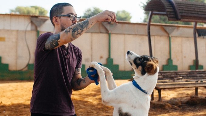 כתם - כלבה לאימוץ - אגודת צער בעלי חיים בישראל