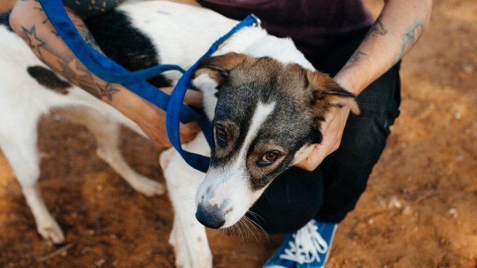 כתם - כלבה לאימוץ - אגודת צער בעלי חיים בישראל