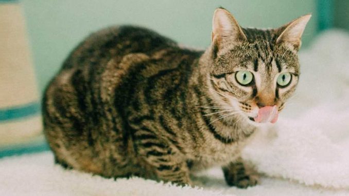 תומס - חתול לאימוץ - אגודת צער בעלי חיים בישראל