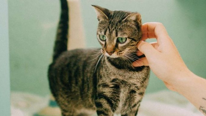 מג'יק - חתולה לאימוץ - אגודת צער בעלי חיים בישראל