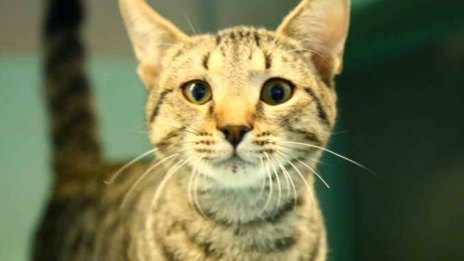 ספנסר חתול לאימוץ אגודת צער בעלי חיים בישראל