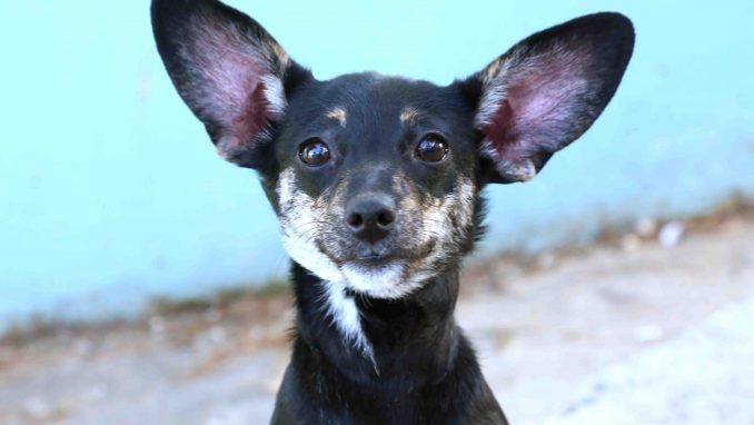 סוויטי כלבה לאימוץ אגודת צער בעלי חיים בישראל