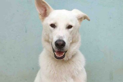 סקאי כלב לאימוץ אגודת צער בעלי חיים בישראל