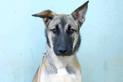 שון כלב לאימוץ אגודת צער בעלי חיים בישראל