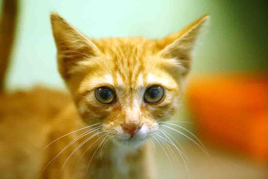 ראדה חתולה לאימוץ אגודת צער בעלי חיים בישראל