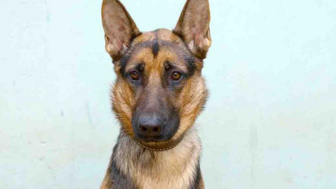 אלפא כלב לאימוץ אגודת צער בעלי חיים בישראל