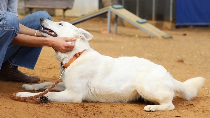 לבנה - כלבה לאימוץ - אגודת צער בעלי חיים בישראל