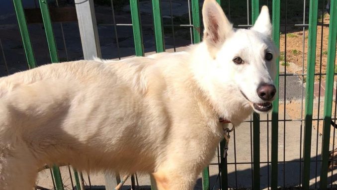 לבנה - כלבה לאימוץ - אגודת צער בעלי חיים בישראל