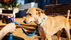 אילוף כלבים - אגודת צער בעלי חיים בישראלאילוף כלבים - אגודת צער בעלי חיים בישראל