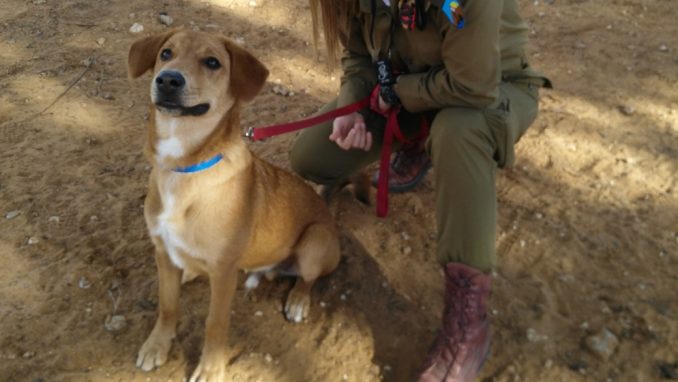 מייקי - כלב לאימוץ - אגודת צער בעלי חיים בישראל