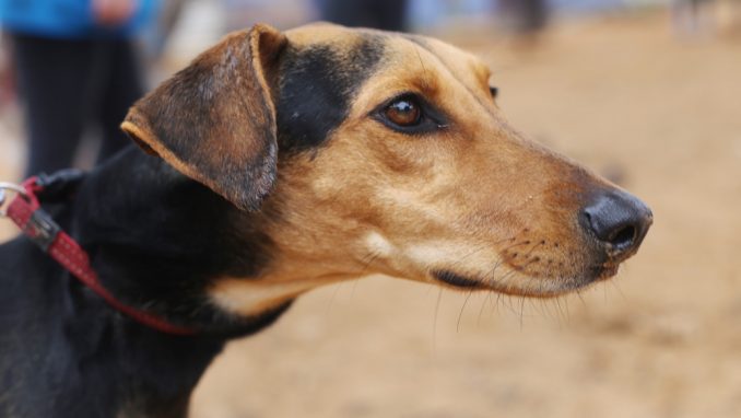 רוזיטה - כלבה לאימוץ - אגודת צער בעלי חיים בישראל