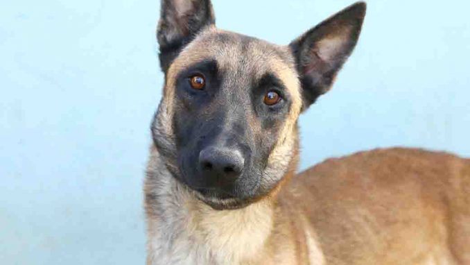 צ'ילו כלב לאימוץ אגודת צער בעלי חיים בישראל