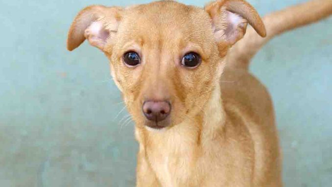 בוטן כלבה לאימוץ אגודת צער בעלי חיים בישראל