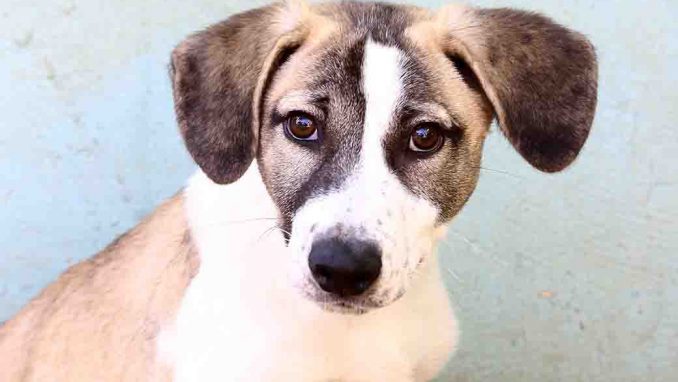 שון כלב לאימוץ אגודת צער בעלי חיים בישראל