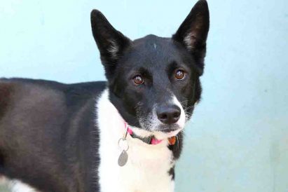 אלכס כלבה לאימוץ אגודת צער בעלי חיים בישראל