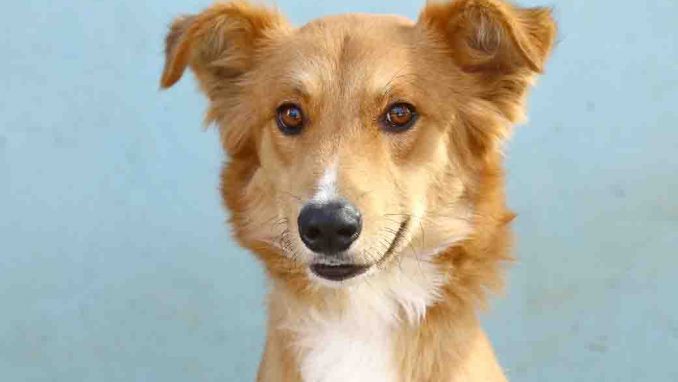 חץ כלב לאימוץ אגודת צער בעלי חיים בישראל