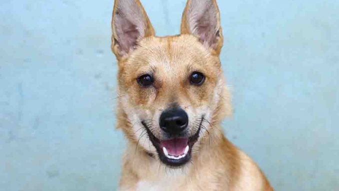 ריי כלב לאימוץ אגודת צער בעלי חיים בישראל