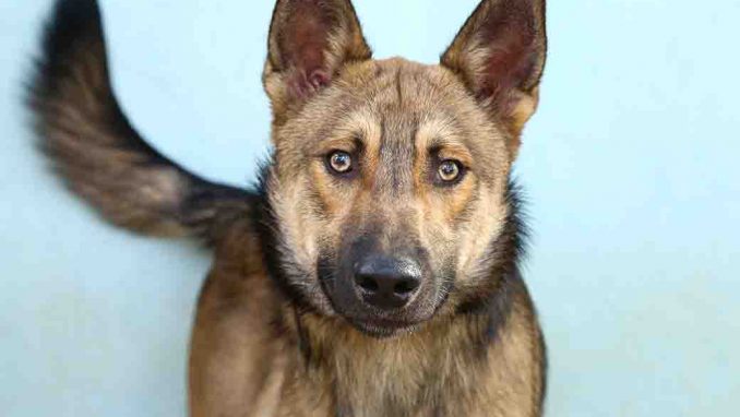 שוקו כלב לאימוץ אגודת צער בעלי חיים בישראל