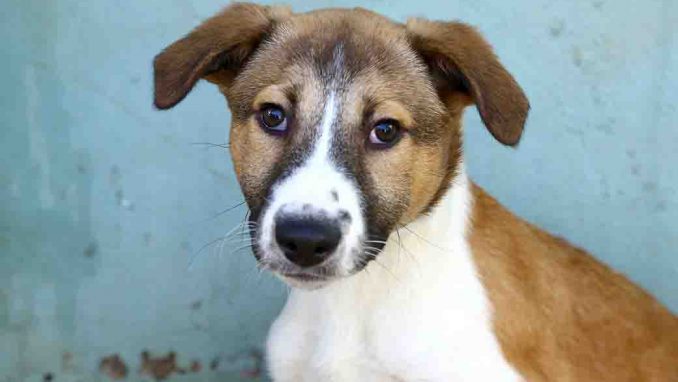 טוליפ כלב לאימוץ אגודת צער בעלי חיים בישראל