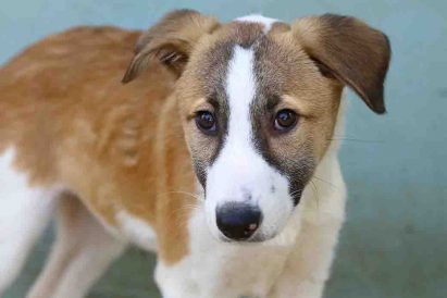 סנדי כלבה לאימוץ אגודת צער בעלי חיים בישראל