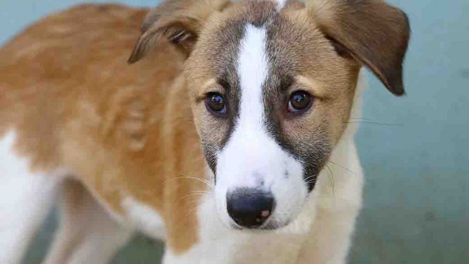 סנדי כלבה לאימוץ אגודת צער בעלי חיים בישראל