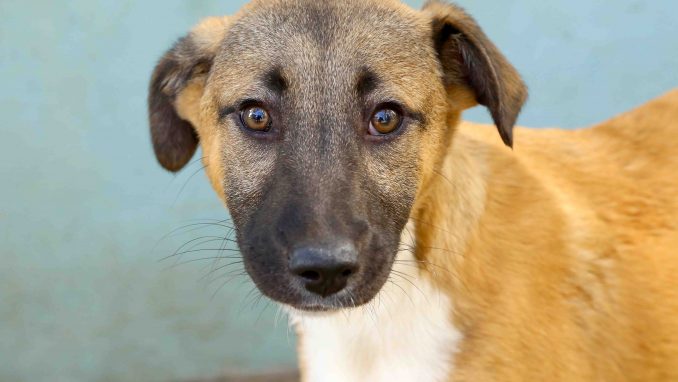 סימונה כלבה לאימוץ אגודת צער בעלי חיים בישראל