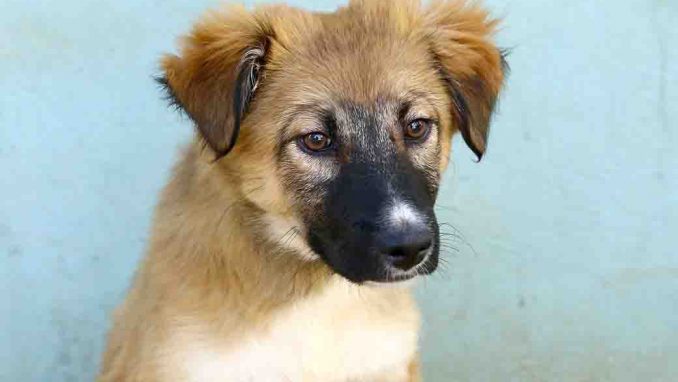 לונה כלבה לאימוץ אגודת צער בעלי חיים בישראל