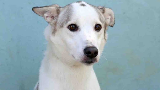 מילקה כלבה לאימוץ אגודת צער בעלי חיים בישראל